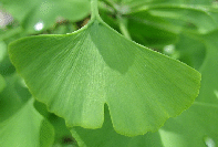Ginkgoblatt