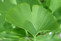 Ginkgoblatt